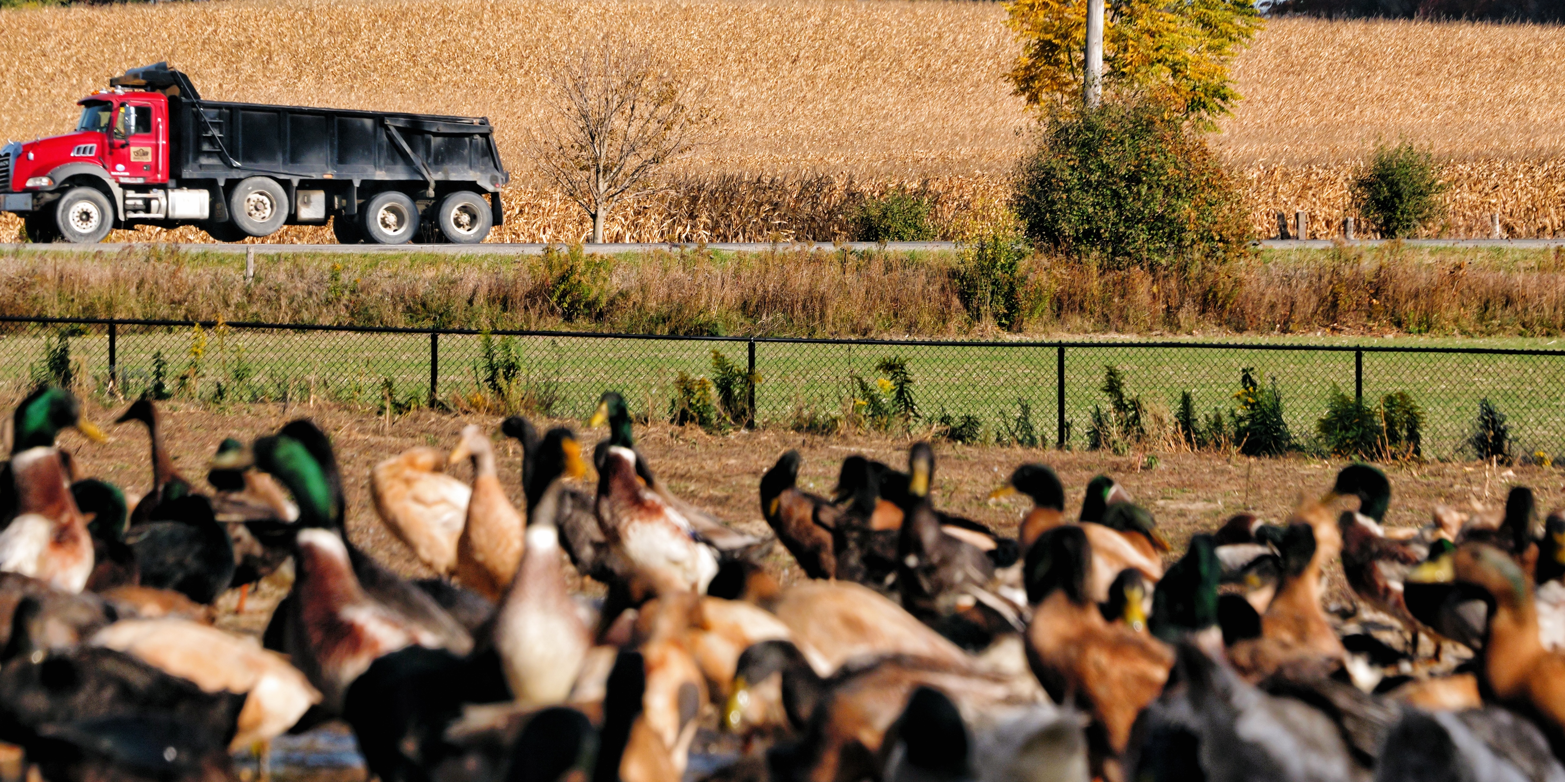 GrainStoryFarm