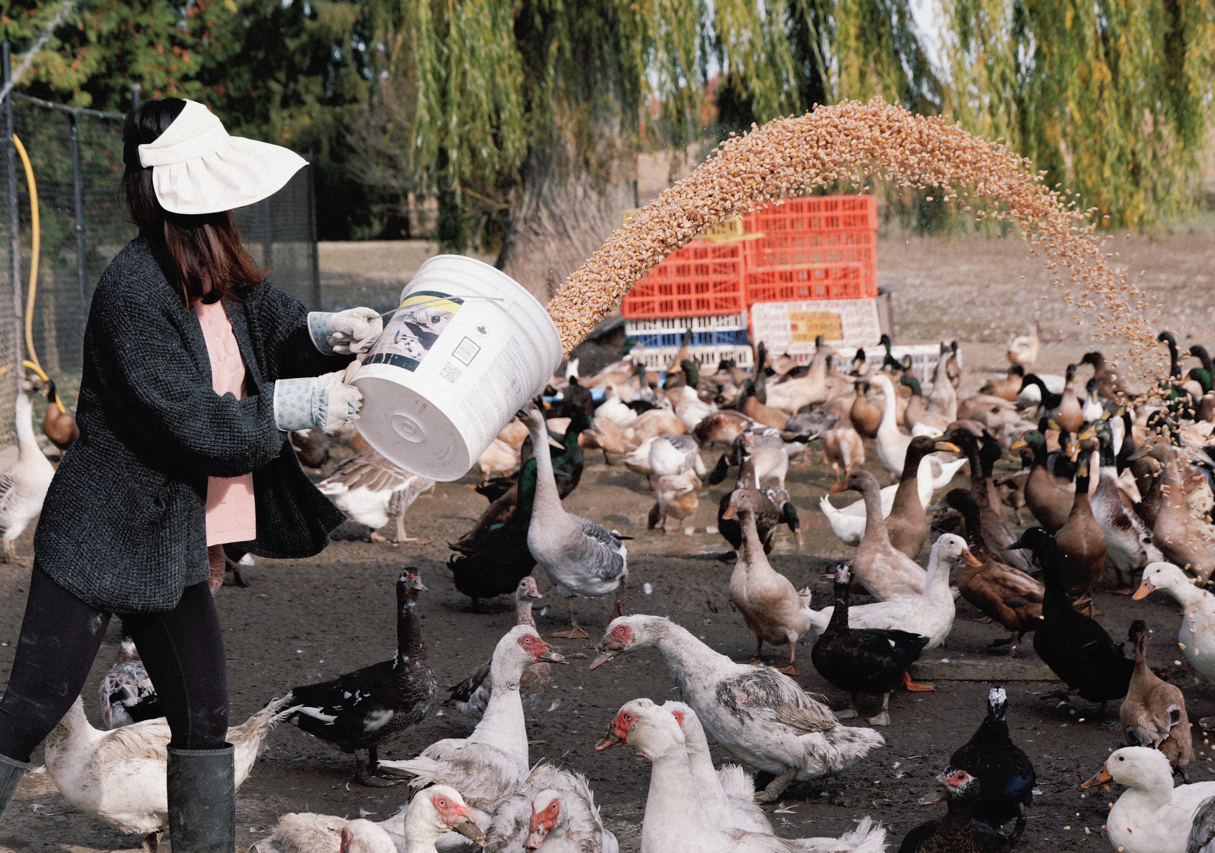 Grain Story Farm fresh poultry Toronto GTA